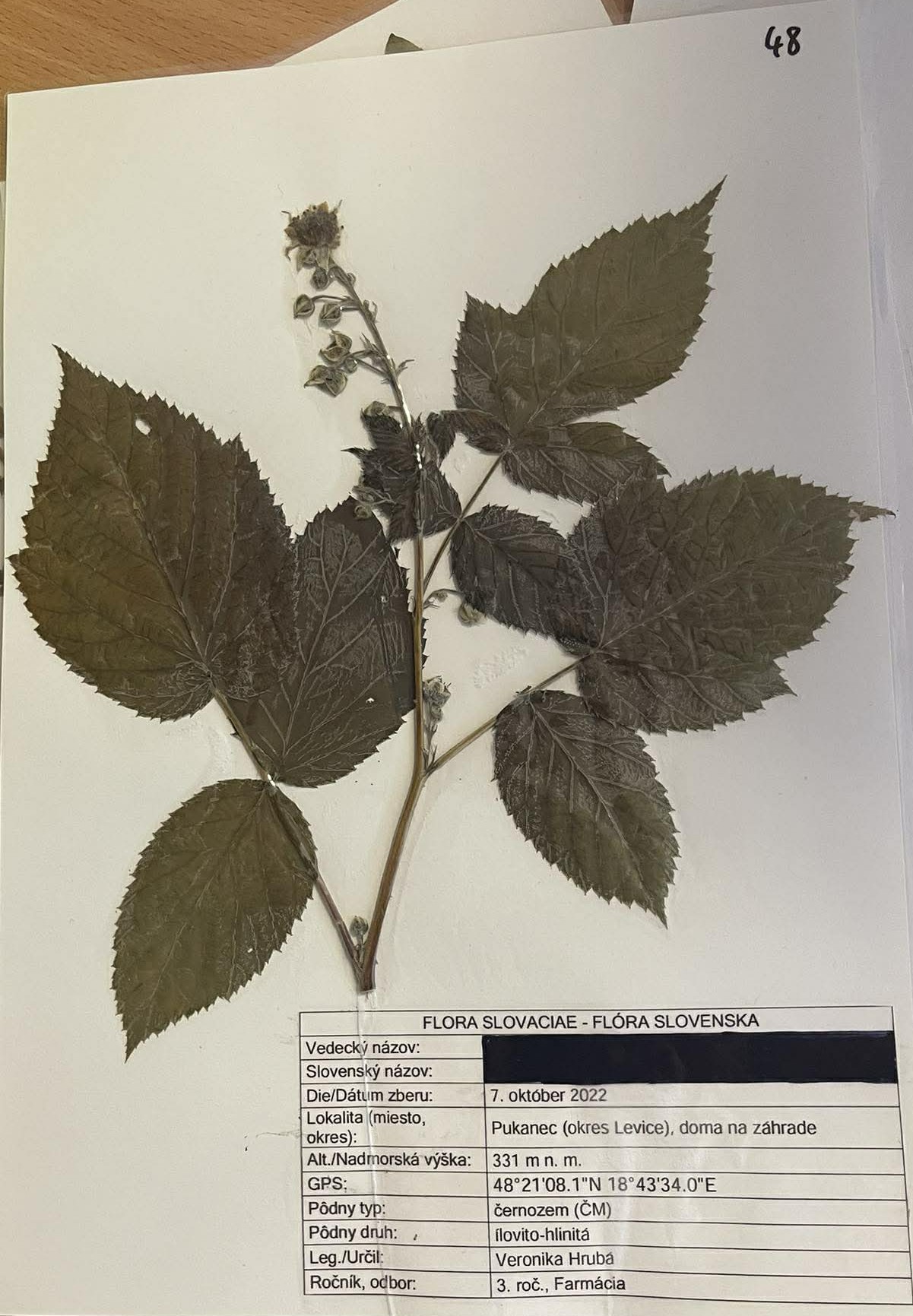 Rastlina Rubus idaeus